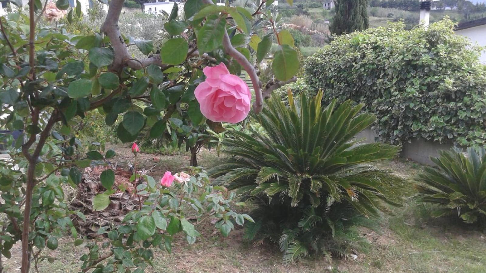 הוילה מטרה Il Corbezzolo מראה חיצוני תמונה